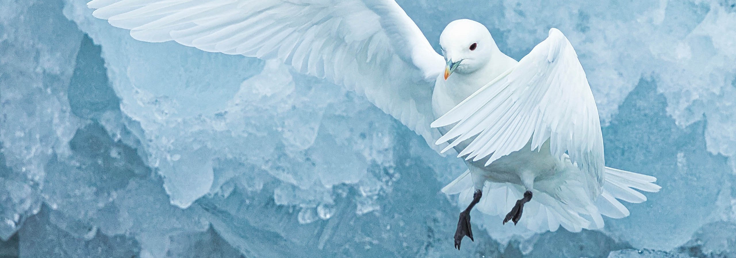 Rare Ivory Gull  Gary Revesz